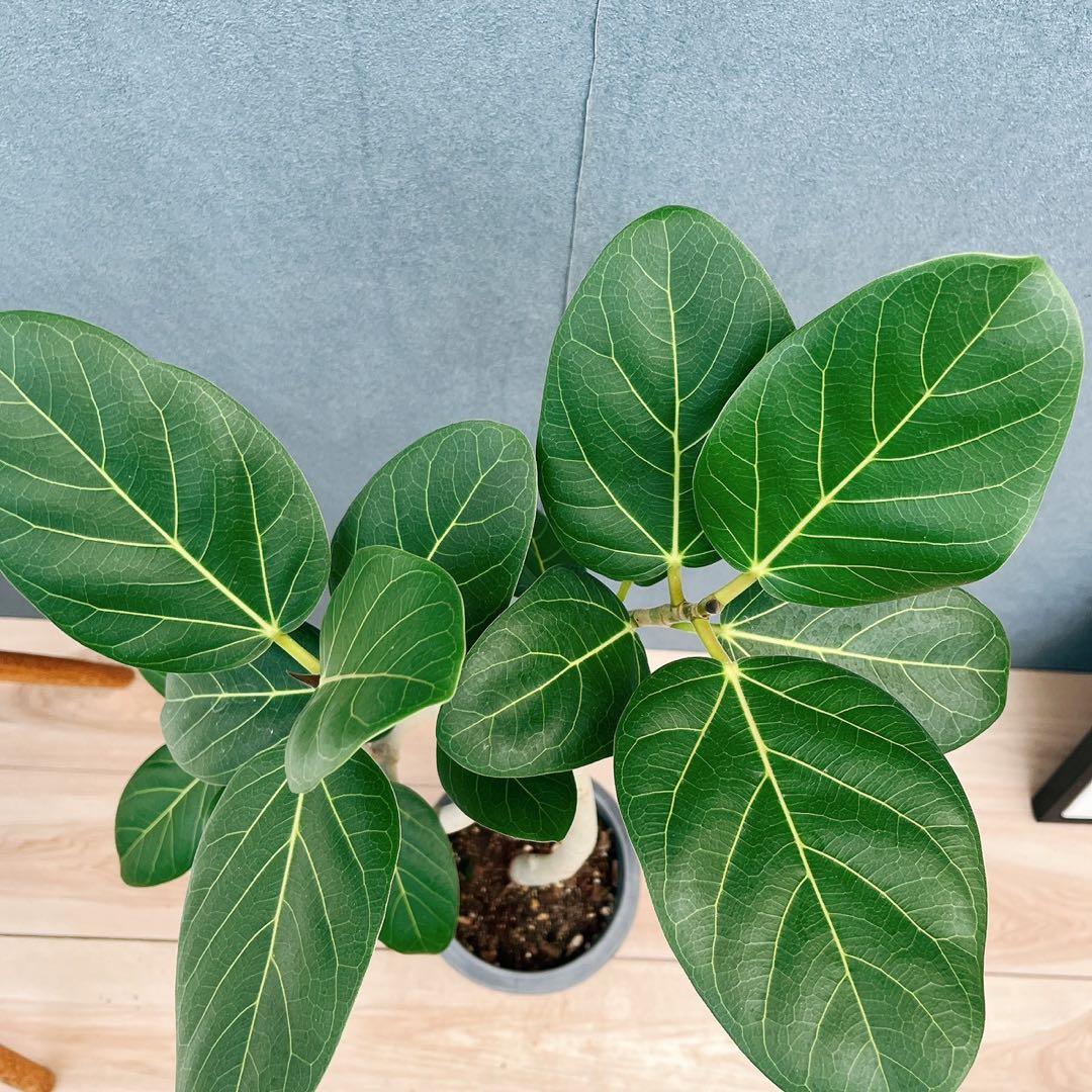 ［現品］7番　フィカス　ベンガレンシス　曲がり 6号　観葉植物　室内　ゴムの木
