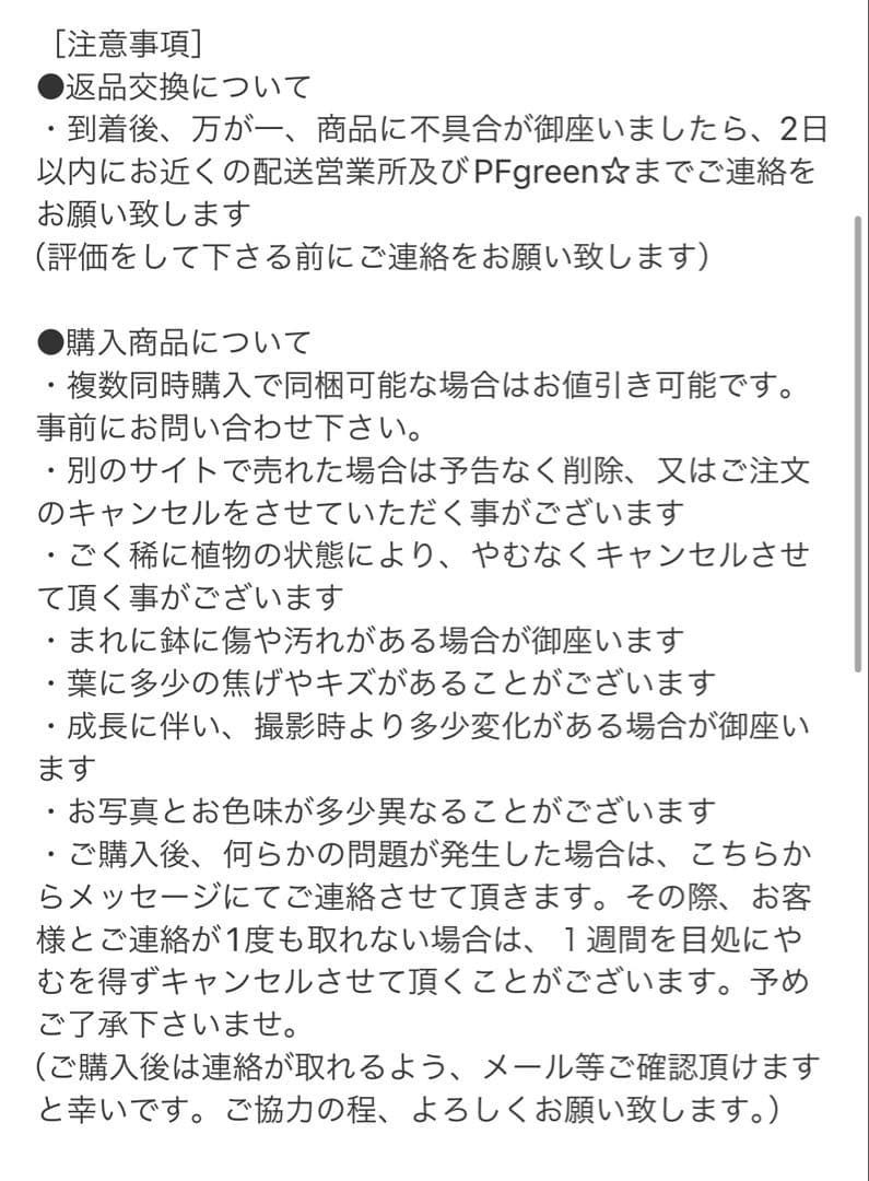 ［現品］7番　フィカス　ベンガレンシス　曲がり 6号　観葉植物　室内　ゴムの木