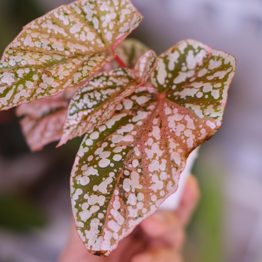 Begonia  Capped Variegata②｜ベゴニア
