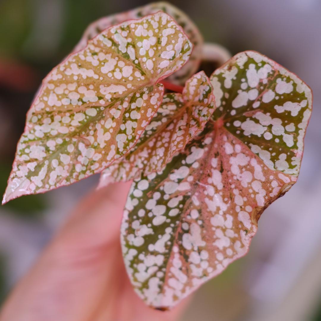 Begonia  Capped Variegata②｜ベゴニア