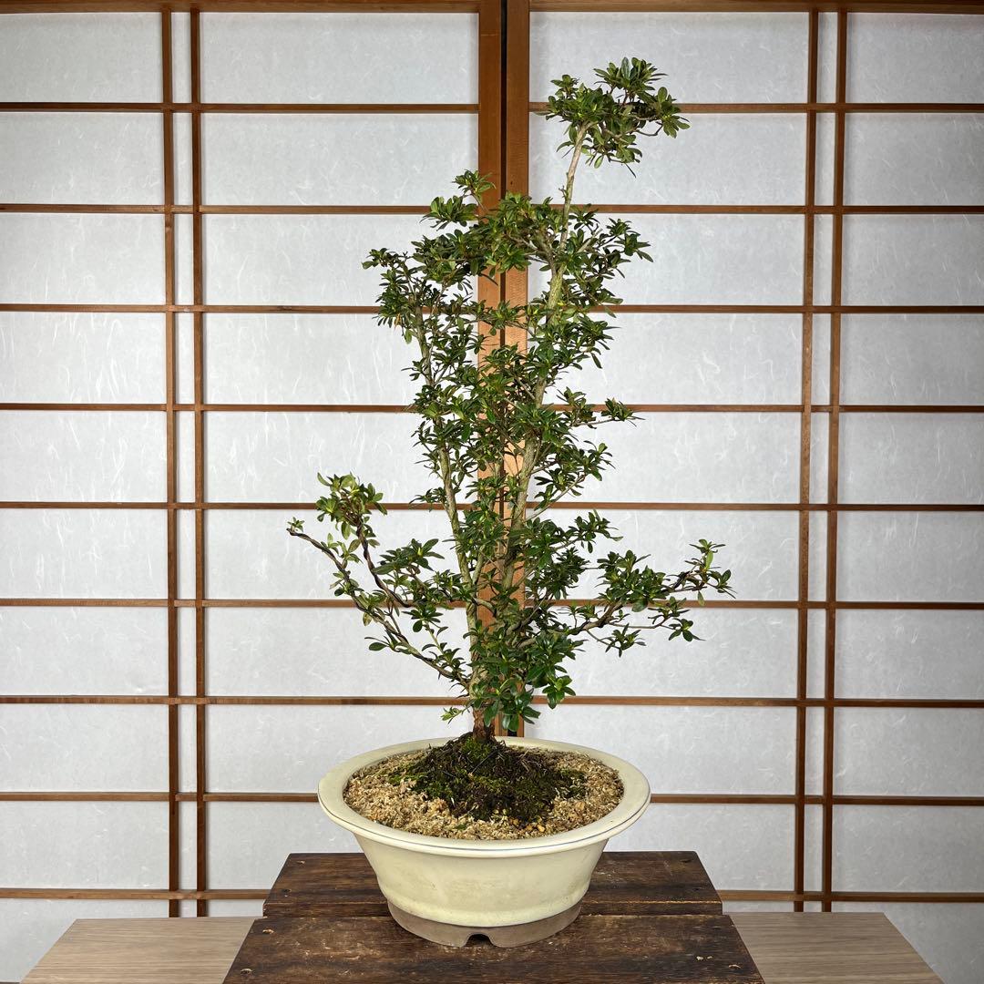 皐月 \"神鏡(しんきょう)\" 盆栽 素材