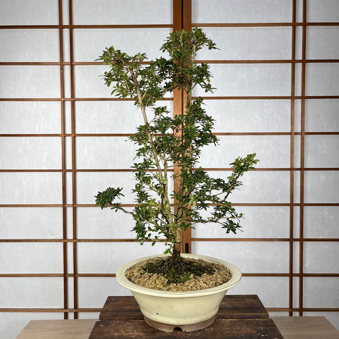 皐月 \"神鏡(しんきょう)\" 盆栽 素材
