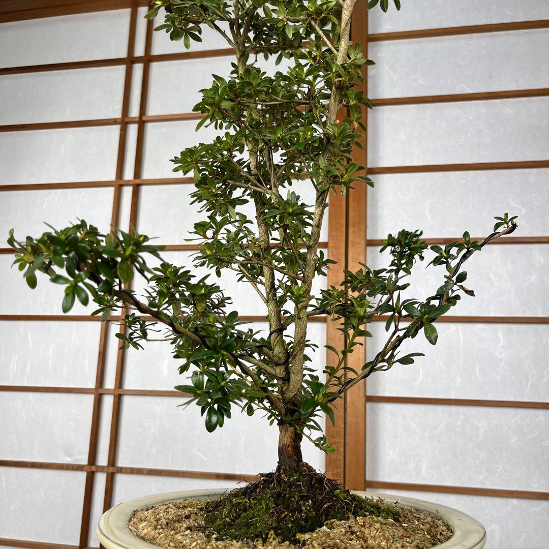 皐月 \"神鏡(しんきょう)\" 盆栽 素材