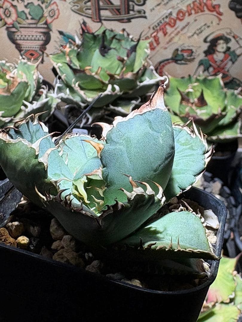 アガベOteroi Oaxaca seedling