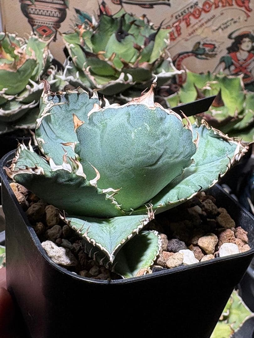 アガベOteroi Oaxaca seedling