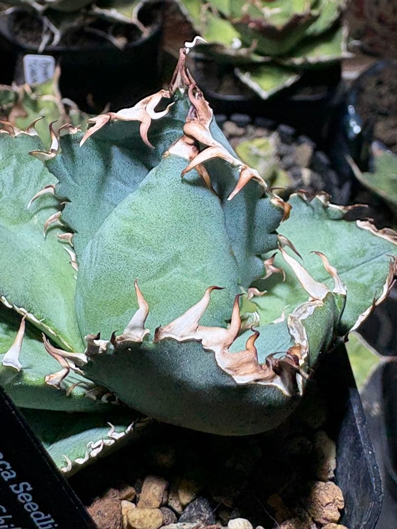 アガベOteroi Oaxaca seedling
