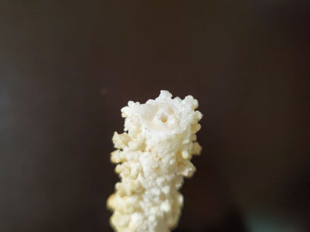 鍾乳管(鍾乳石)