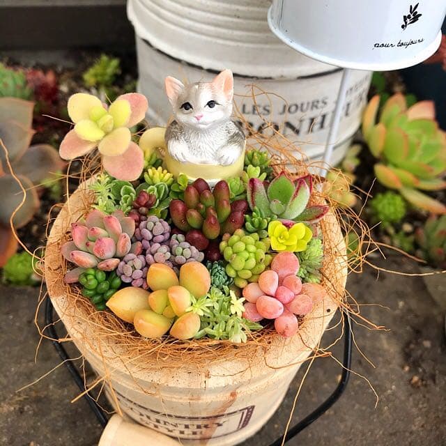 ★多肉植物　寄せ植え〜木樽　ねこちゃん〜そのまま飾れます(*≧∀≦*)★