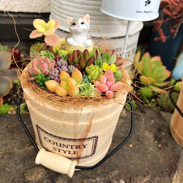 ★多肉植物　寄せ植え〜木樽　ねこちゃん〜そのまま飾れます(*≧∀≦*)★