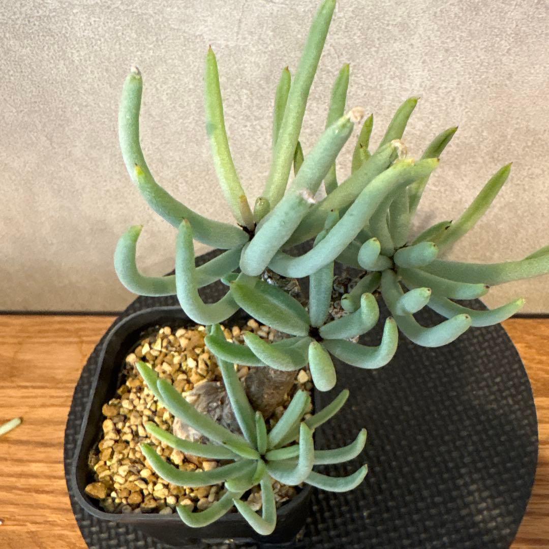 チレコドン　ペアルソニー　実生株　発根済み　白象 塊根植物　鉢ごと発送