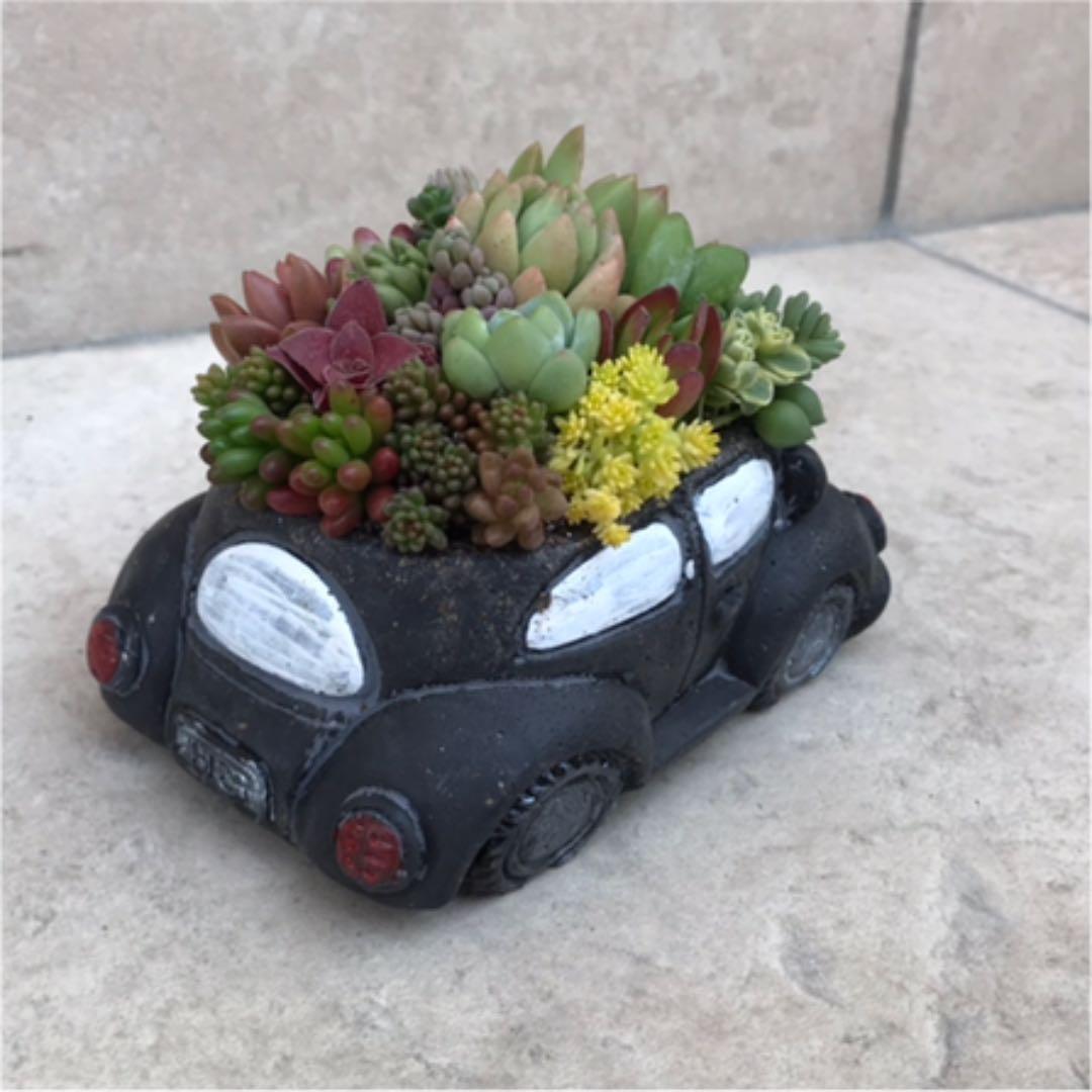 ★多肉  寄せ植え〜flower 29car  黒〜★