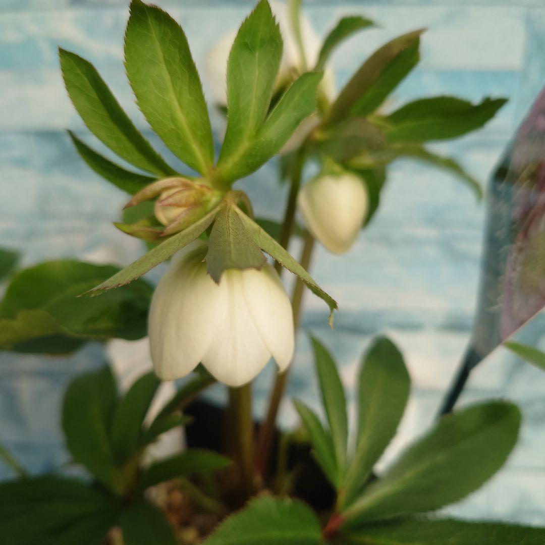 ☀️クリスマスローズ開花株❗☀️4 号ロング鉢植え☀