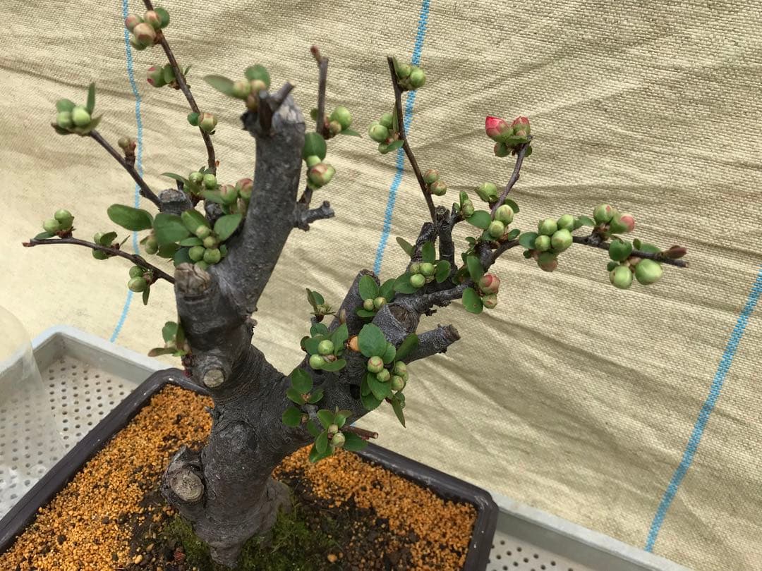 木瓜(ボケ)・放春花　日月星　角鉢(咲分け保証品)③