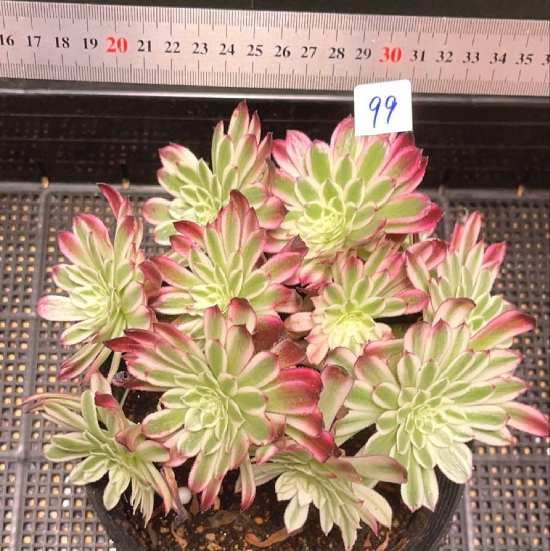 99#植物アエオニウム錦❤カルミン*エメラルド錦❤️12大頭19cm钵土付き出荷