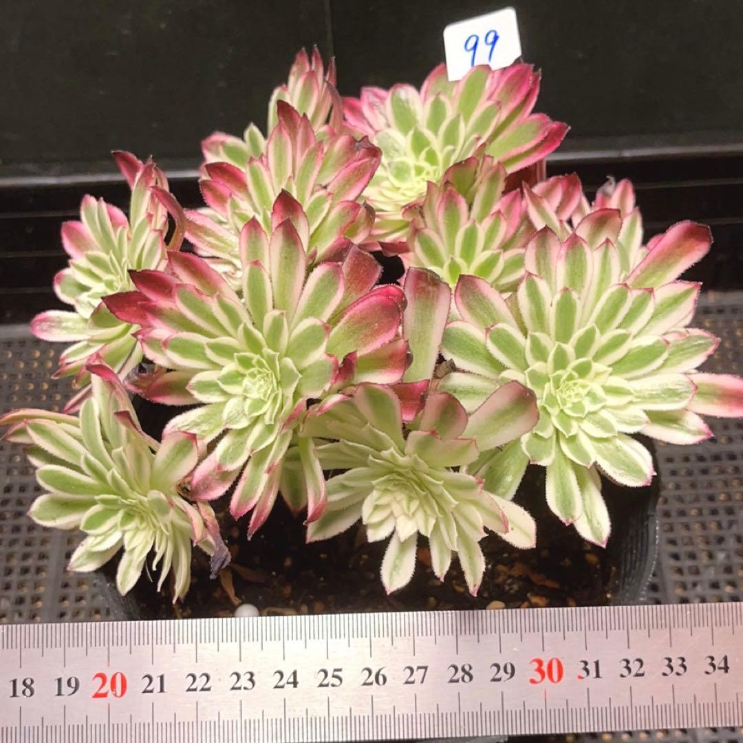 99#植物アエオニウム錦❤カルミン*エメラルド錦❤️12大頭19cm钵土付き出荷