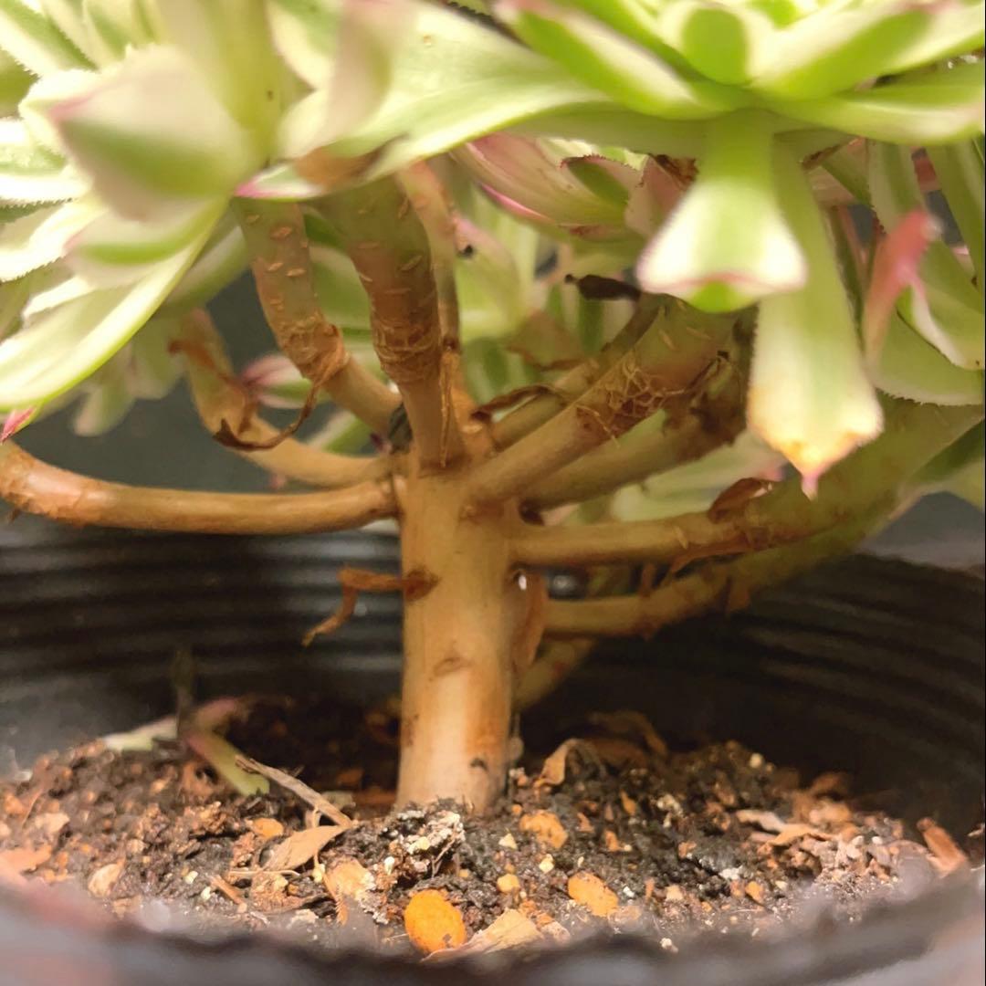 99#植物アエオニウム錦❤カルミン*エメラルド錦❤️12大頭19cm钵土付き出荷