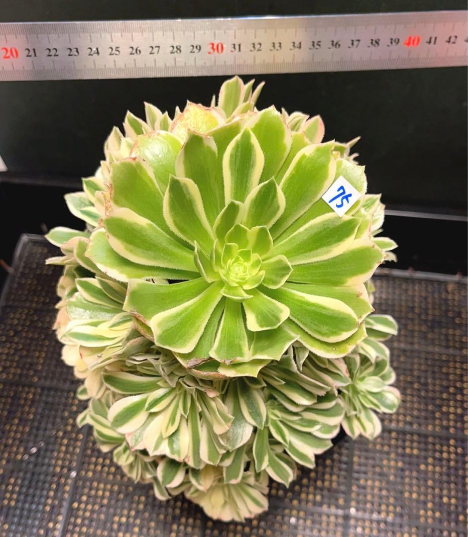 75# 多肉植物アエオニウム錦❤️ 艶凝❤️1大頭30小頭高27cn宽21cm拔き苗