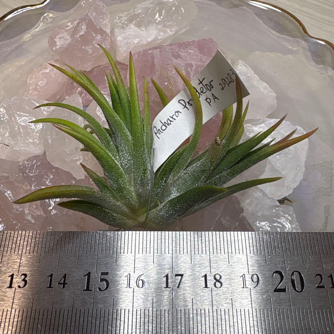 ブロメリア・エアープランツ Tillandsia Ionantha Pachara Predetor