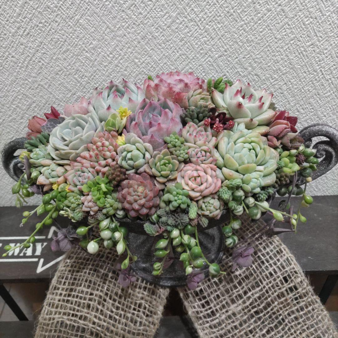 多肉植物 ♡そのまま飾れる寄せ植え♡ヴィンテージプランター✩.*˚