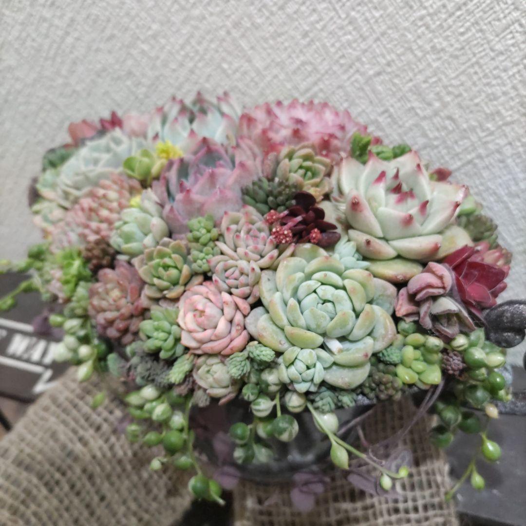 多肉植物 ♡そのまま飾れる寄せ植え♡ヴィンテージプランター✩.*˚