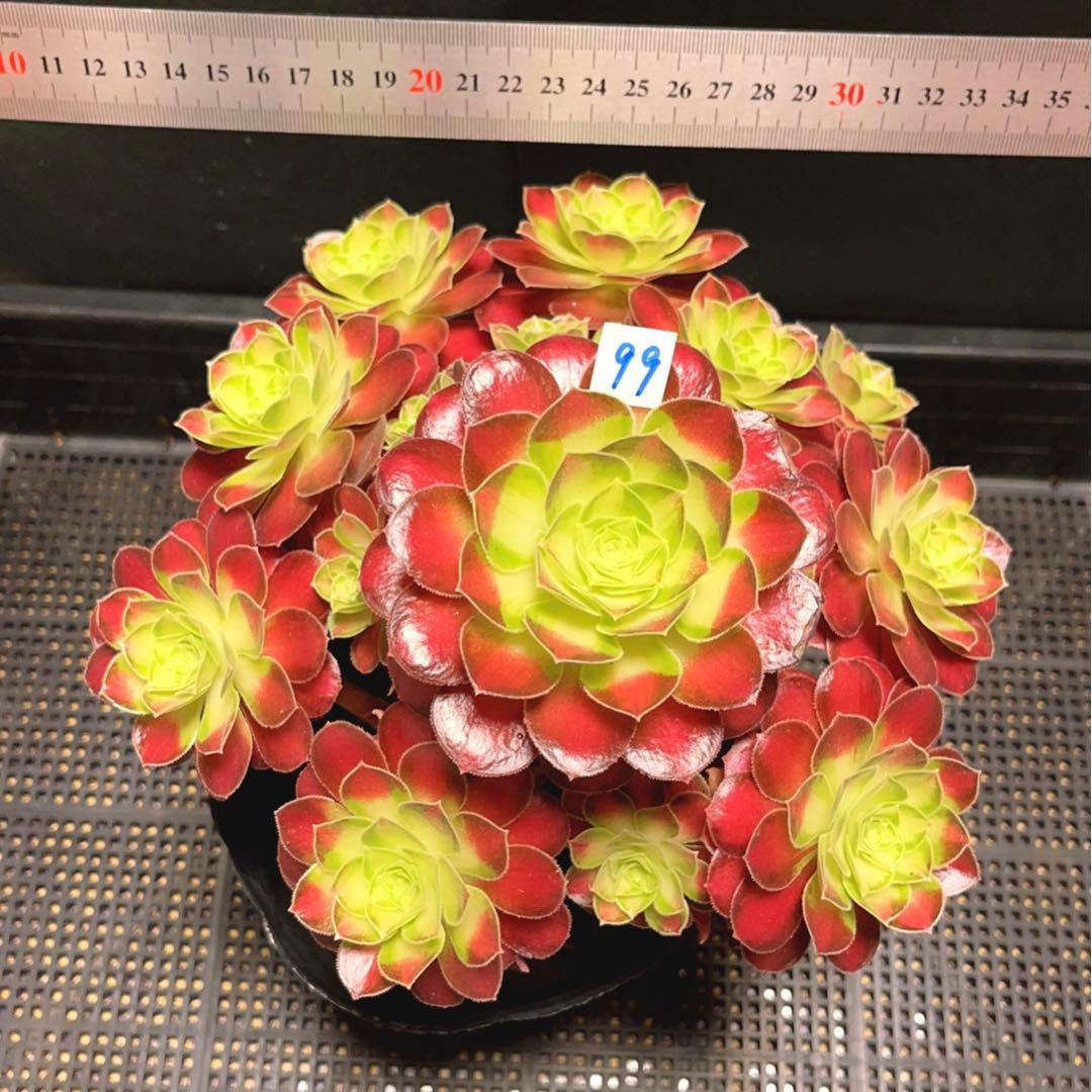 99#多肉植物アエオニウム❤️サラダボール中斑錦❤️1大頭12小頭23cm 鉢土付き