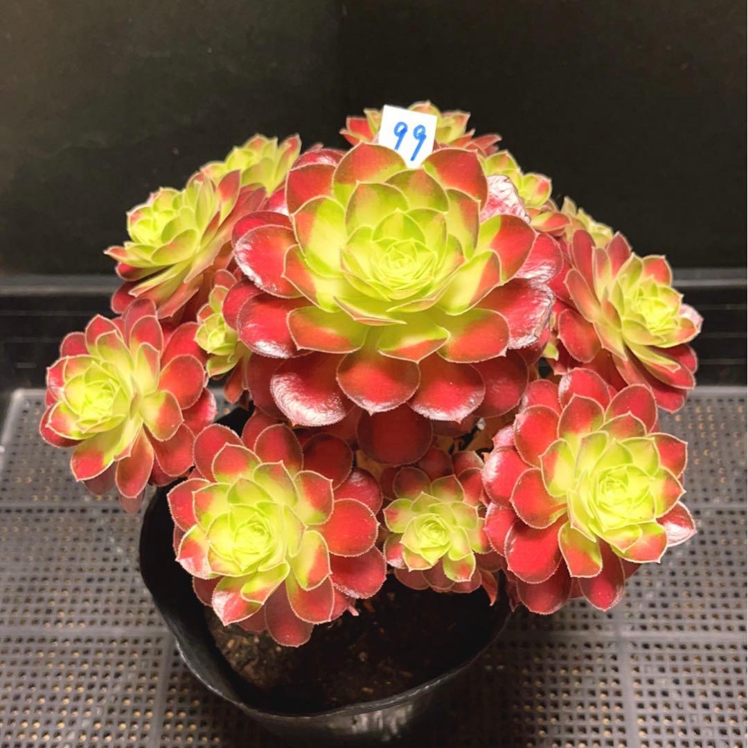 99#多肉植物アエオニウム❤️サラダボール中斑錦❤️1大頭12小頭23cm 鉢土付き