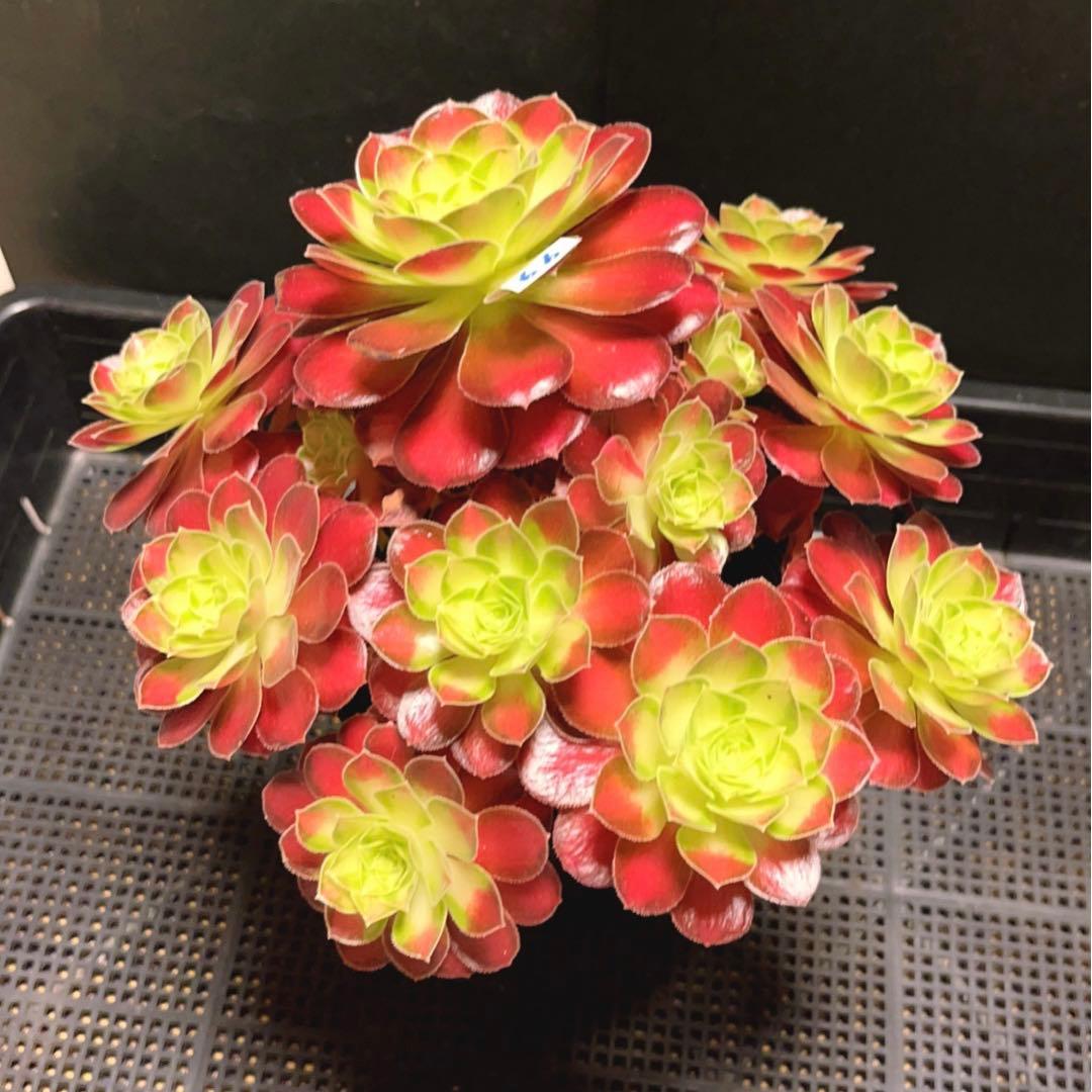 99#多肉植物アエオニウム❤️サラダボール中斑錦❤️1大頭12小頭23cm 鉢土付き