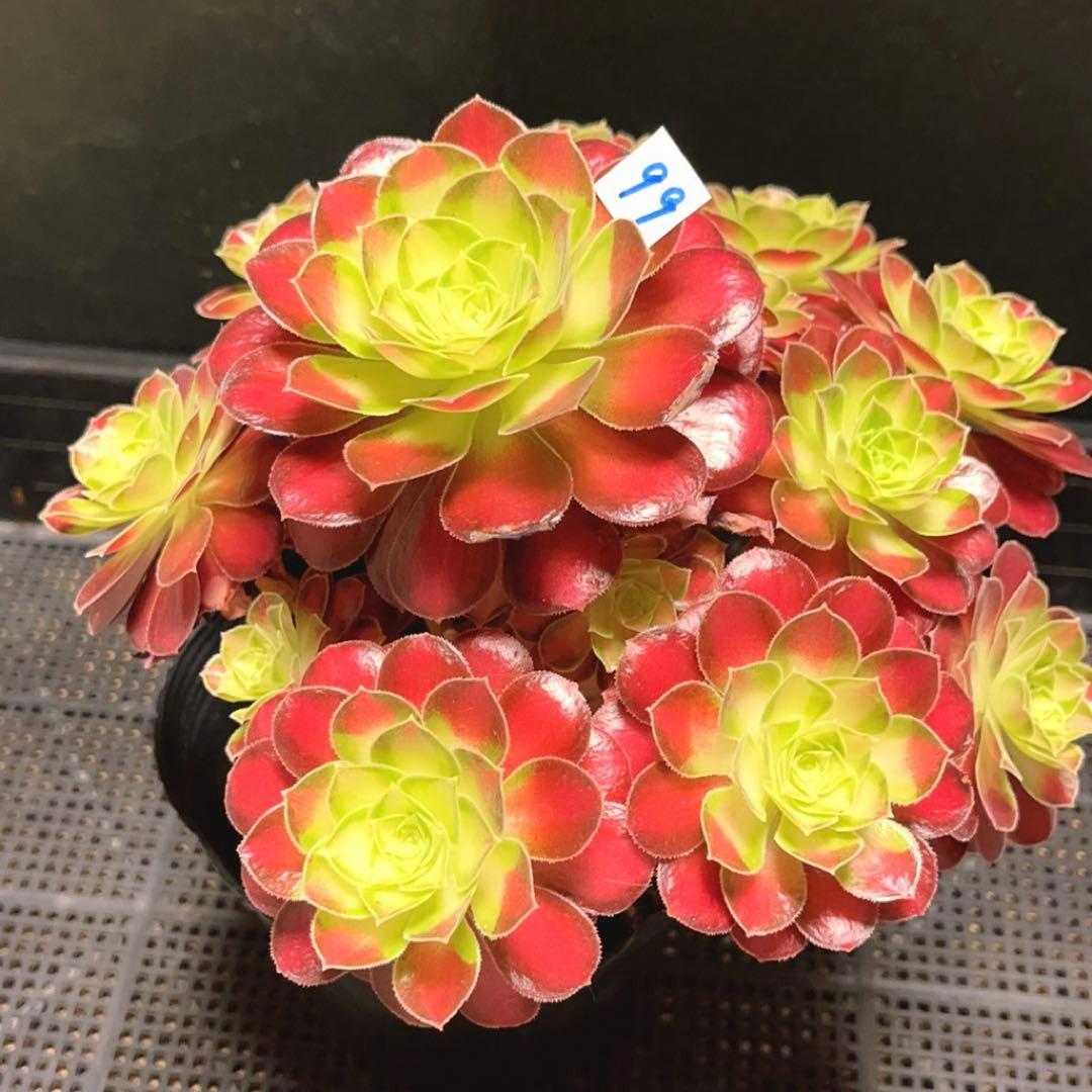 99#多肉植物アエオニウム❤️サラダボール中斑錦❤️1大頭12小頭23cm 鉢土付き