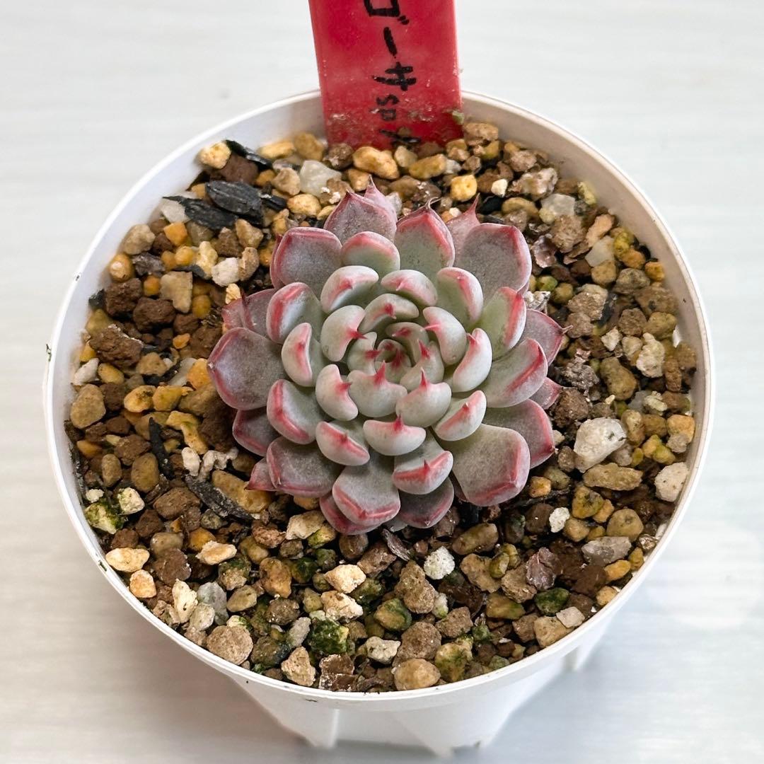 み*ち様 多肉植物　ザラゴーサspノバ ポットごと発送します！