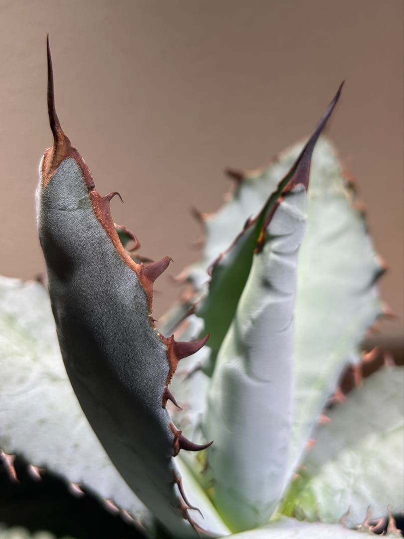 現品　アガベ　チタノタ　ブルー　長葉系選抜 long leaf 鉢のまま発送