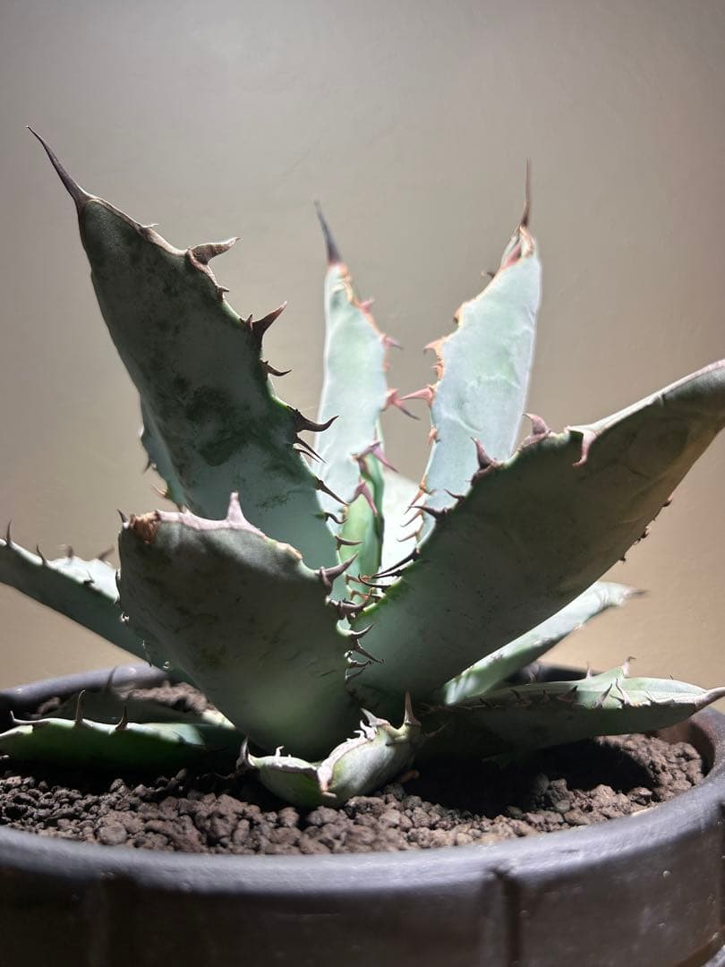 現品　アガベ　チタノタ　ブルー　長葉系選抜 long leaf 鉢のまま発送