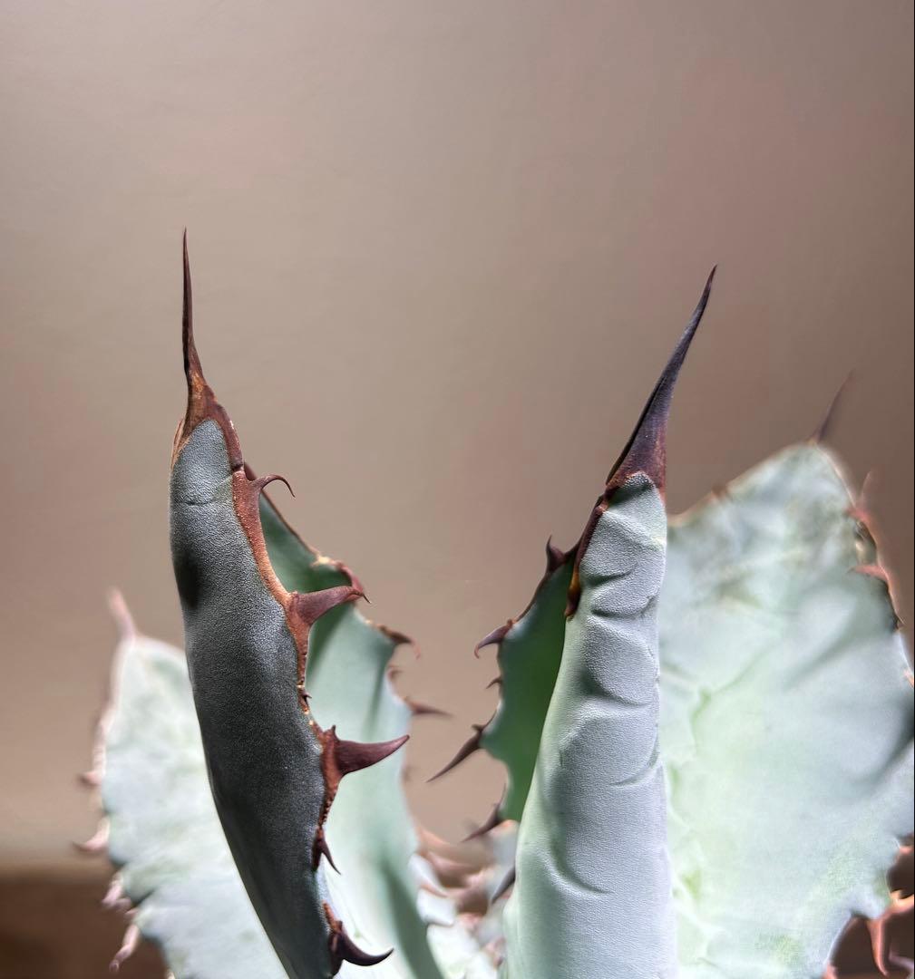 現品　アガベ　チタノタ　ブルー　長葉系選抜 long leaf 鉢のまま発送