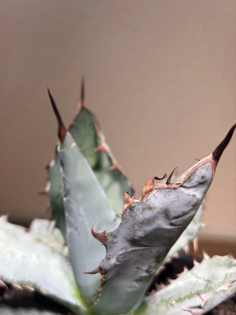 現品　アガベ　チタノタ　ブルー　長葉系選抜 long leaf 鉢のまま発送
