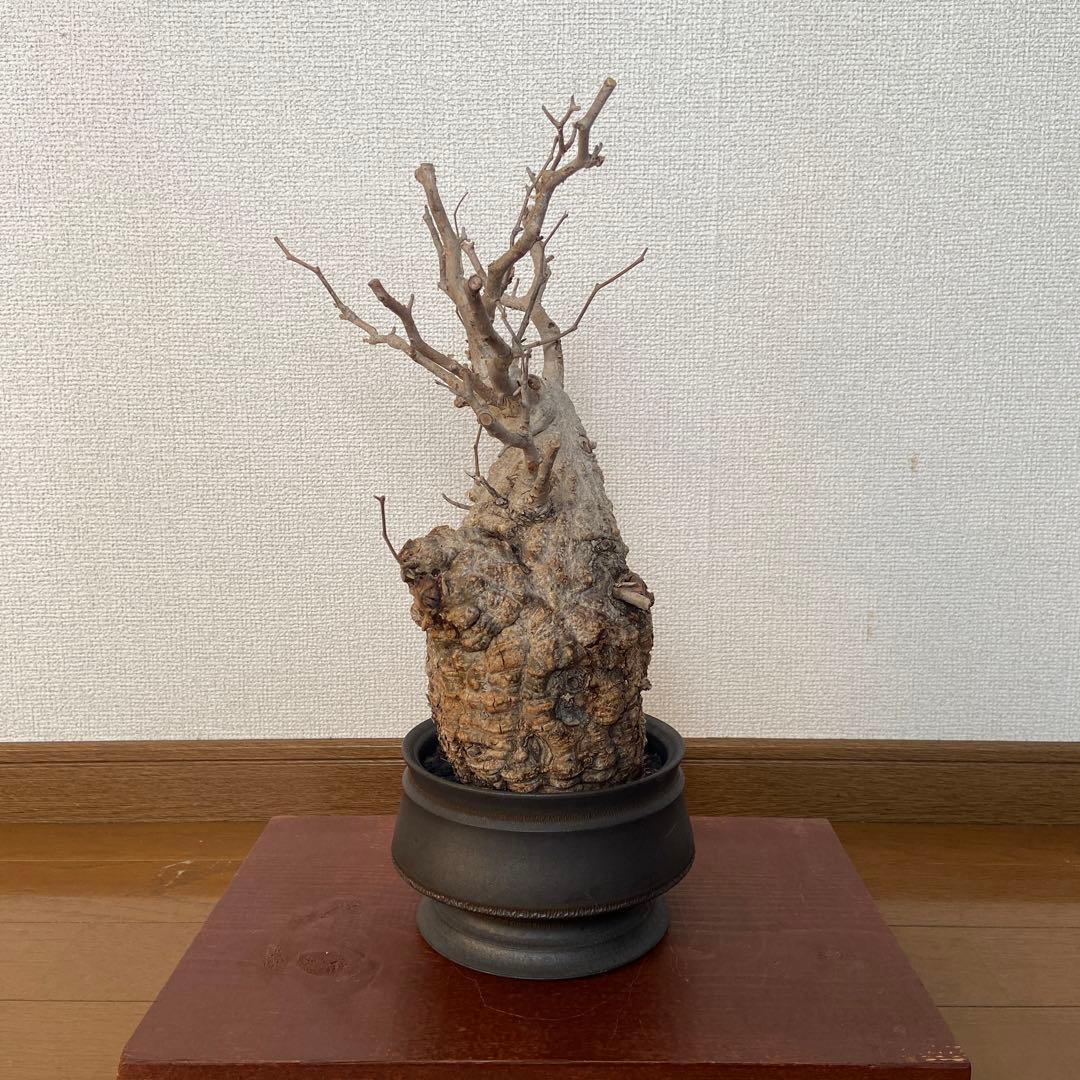 コレクション株　オペルクリカリア　パキプス 作家鉢　 田中元将さん