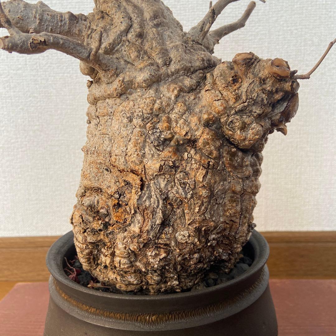 コレクション株　オペルクリカリア　パキプス 作家鉢　 田中元将さん