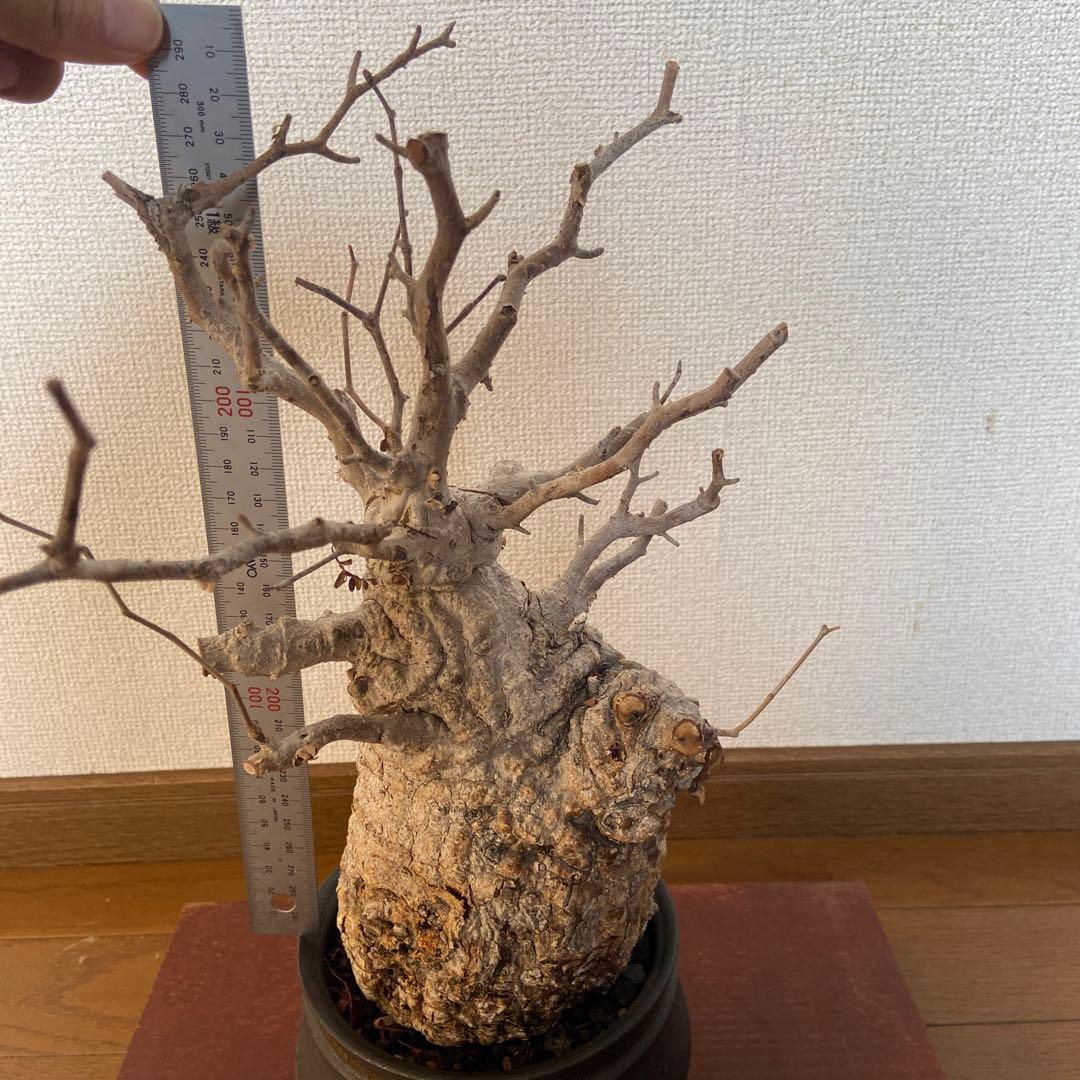 コレクション株　オペルクリカリア　パキプス 作家鉢　 田中元将さん