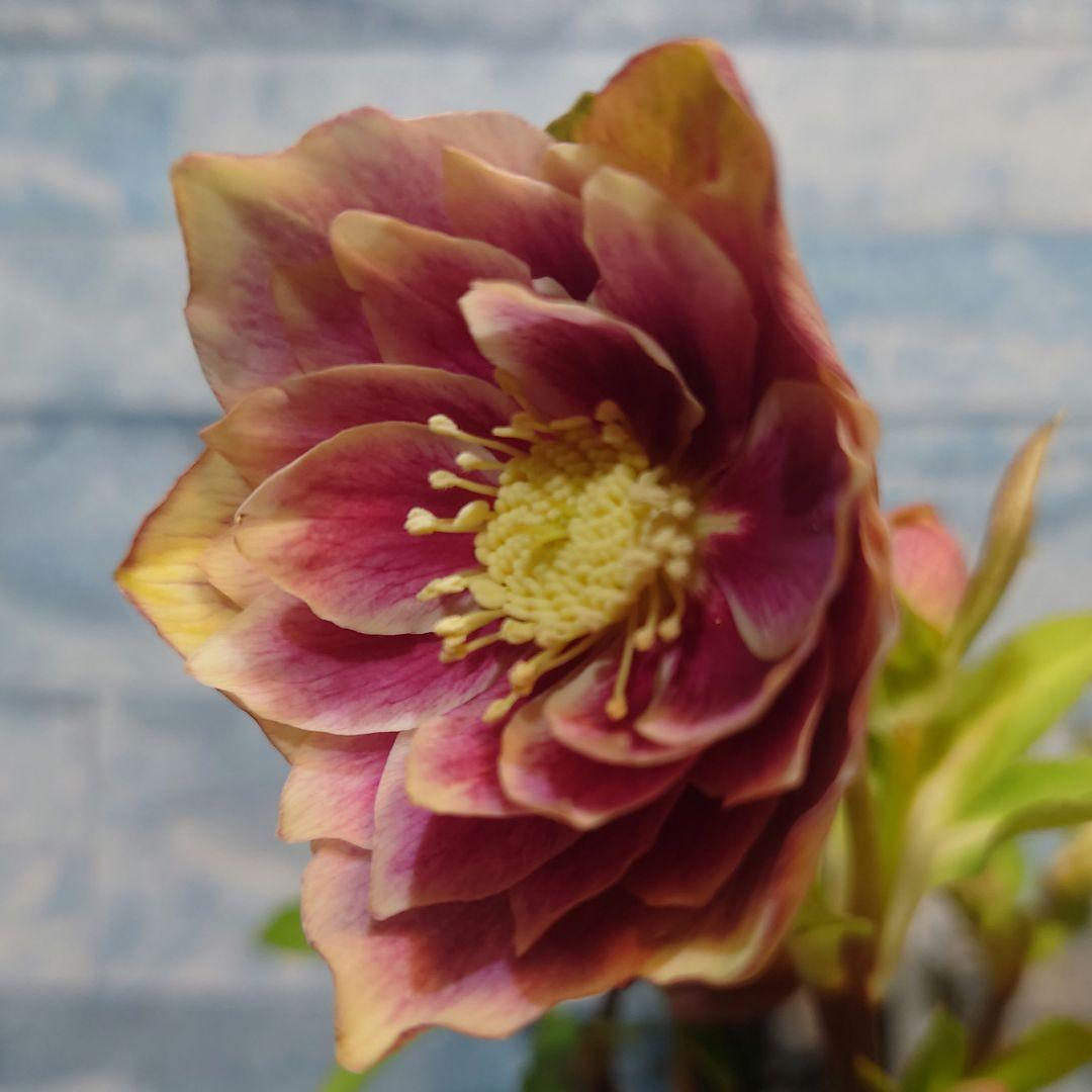 ☀️ クリスマスローズ開花株☀️ 4号ロング鉢植え ☀️