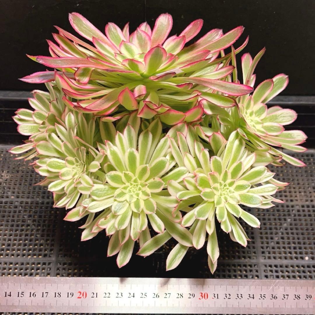 23#多肉植物❤️アエオニウム錦❤️カルミン*エメラルド❤️1大頭7小頭26cm拔き苗