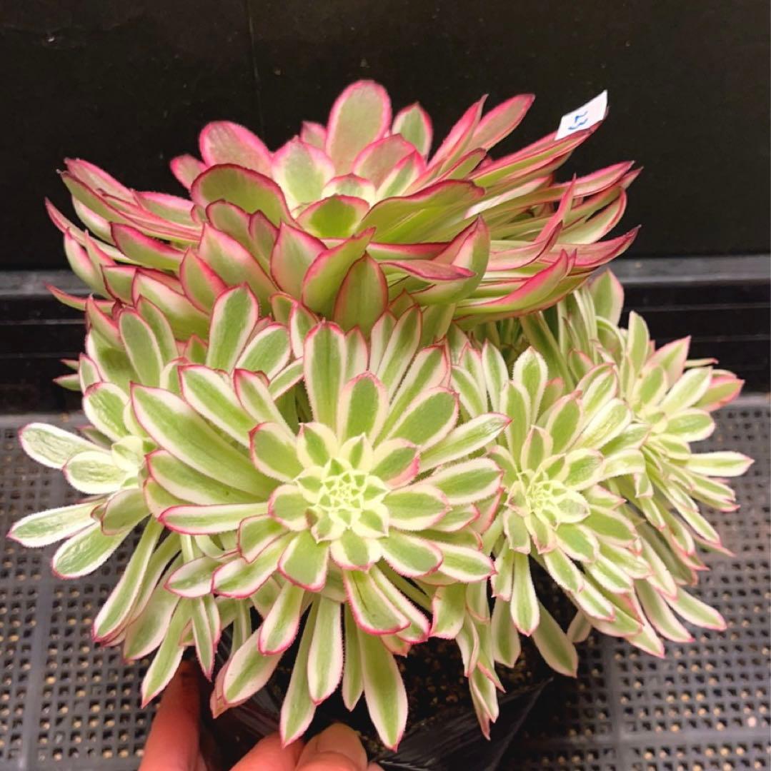23#多肉植物❤️アエオニウム錦❤️カルミン*エメラルド❤️1大頭7小頭26cm拔き苗