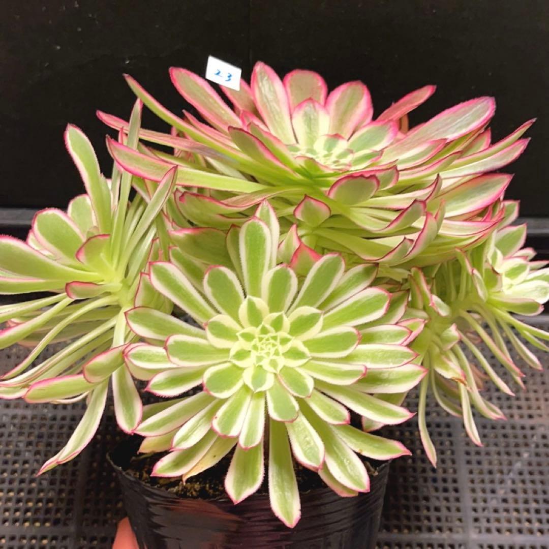 23#多肉植物❤️アエオニウム錦❤️カルミン*エメラルド❤️1大頭7小頭26cm拔き苗
