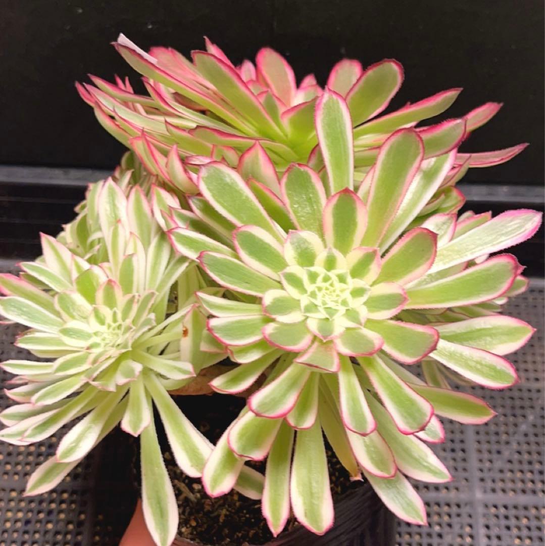 23#多肉植物❤️アエオニウム錦❤️カルミン*エメラルド❤️1大頭7小頭26cm拔き苗