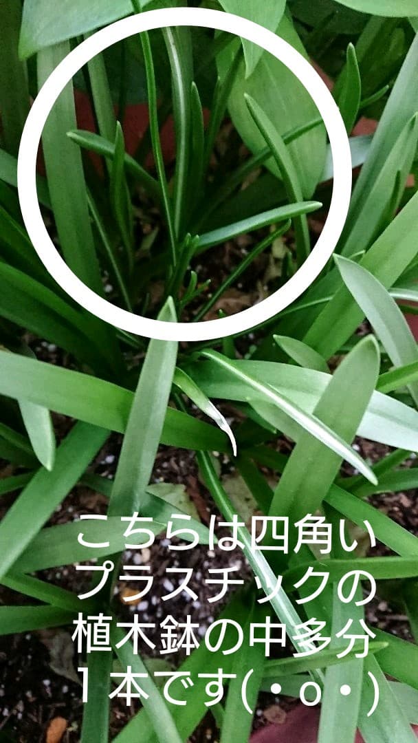 とんとんとん様♪との再会に感謝です(*^▽^*)ご確認頂けます様に☆