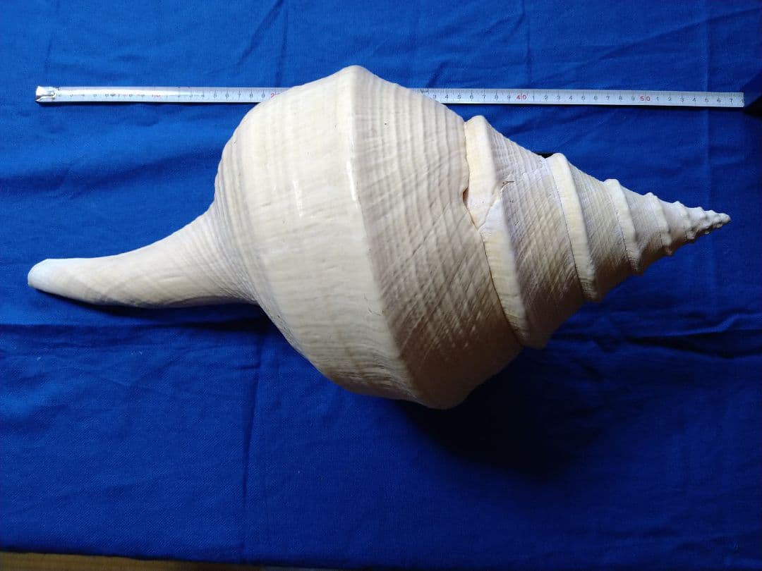 大きな巻貝 約60cm