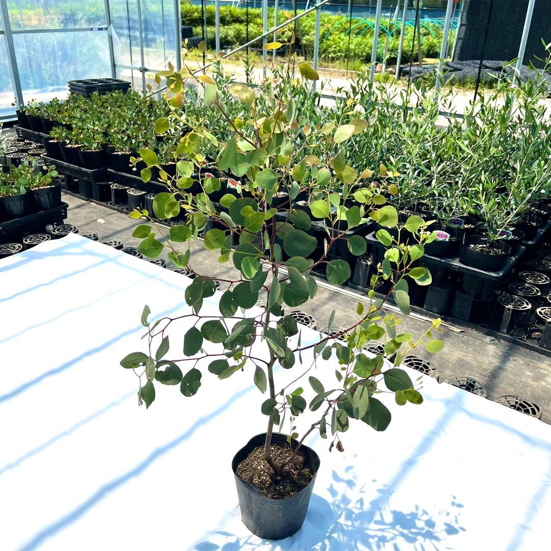 【数量限定❗️高さ160㎝前後】ユーカリ ポポラス ユーカリポポラス　苗