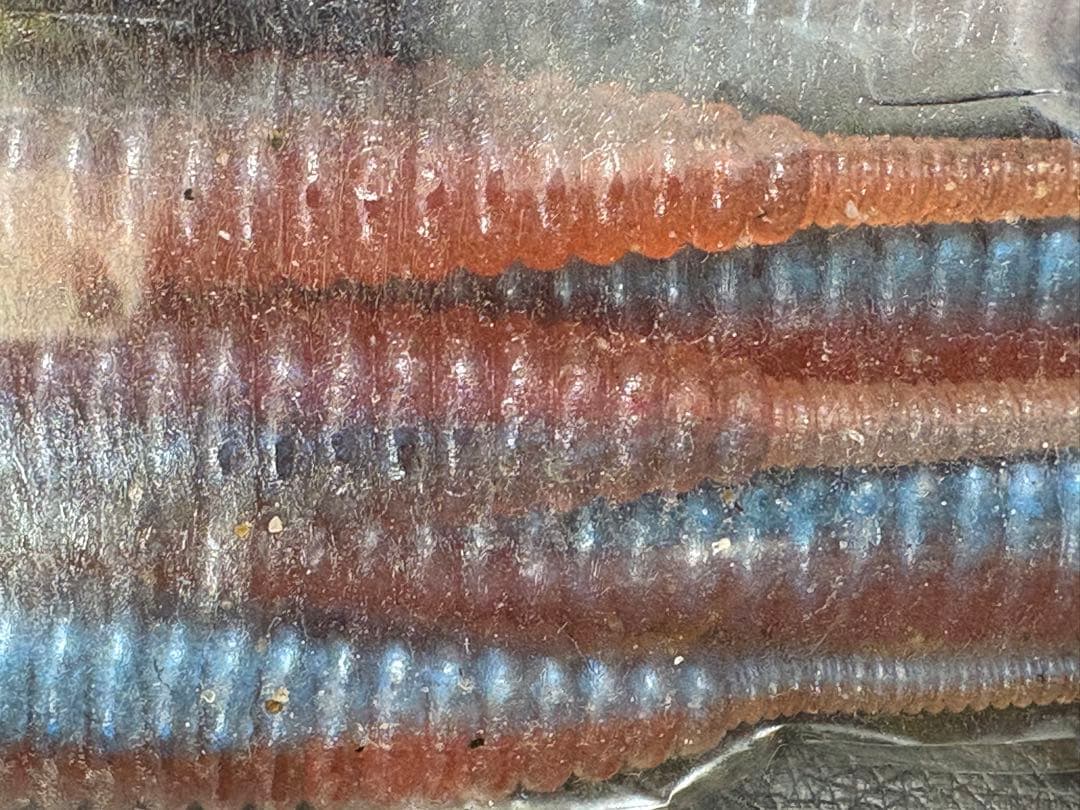 DEPS デスアダー 6インチ×12