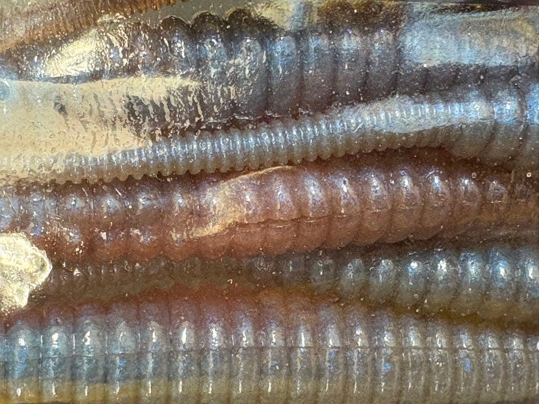 DEPS デスアダー 6インチ×12