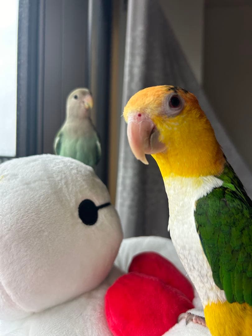 世界初　インコに噛みちぎられたオーガポン みどりのめん ポケモンジャンボカード