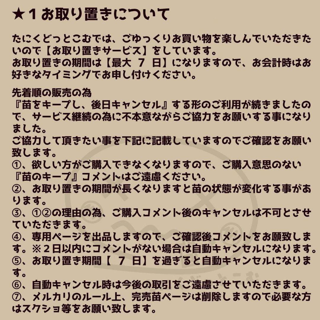 オーシャンソング◎多肉植物 カット苗 韓国苗 エケベリア等