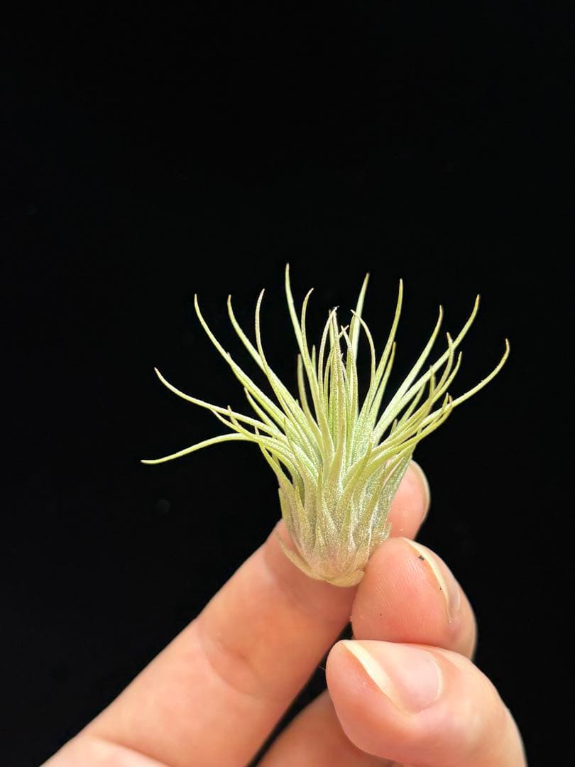 ブロメリア・エアープランツ Tillandsia 'Kamiya's Pride' from Domingo