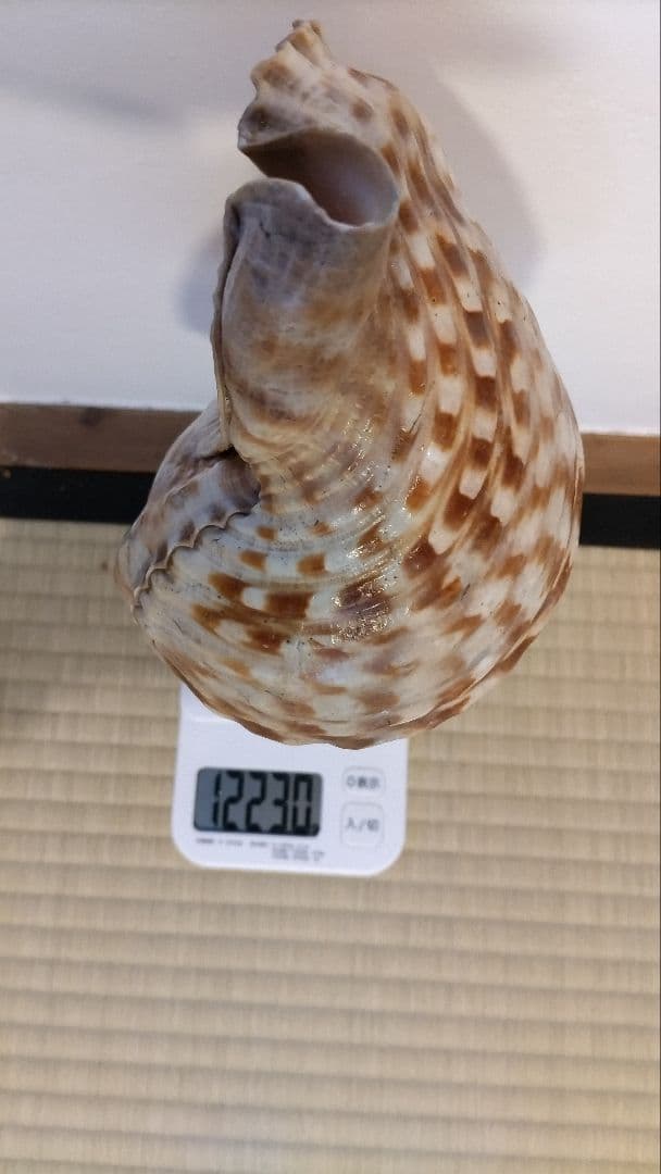 法螺貝　⑤